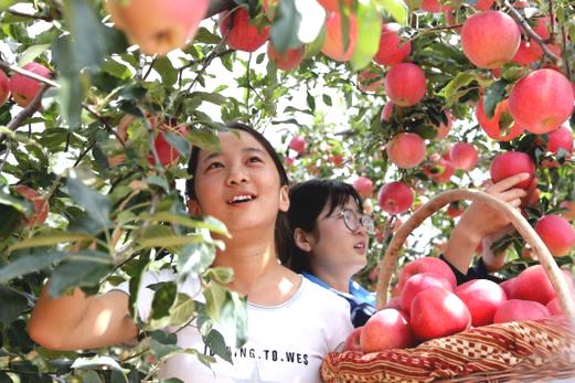 山东沂源:富硒苹果走俏全国市场